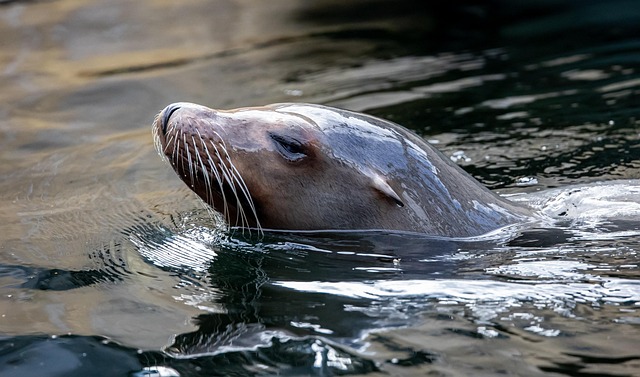flippers