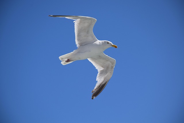 flipping the bird