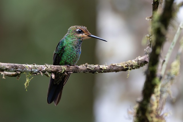 Hình ảnh minh họa ý nghĩa của từ flirtatiously