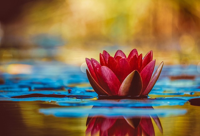 floating plant