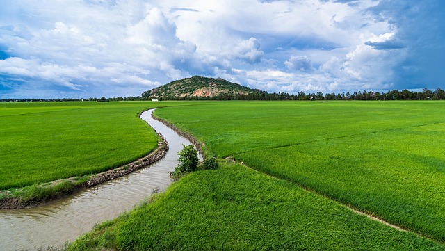 Hình ảnh minh họa ý nghĩa của từ flood irrigation