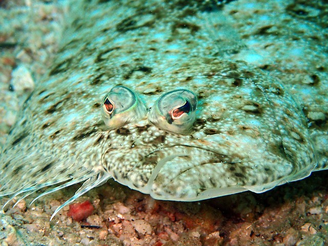 flounder