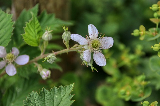 Hình ảnh minh họa ý nghĩa của từ flourished