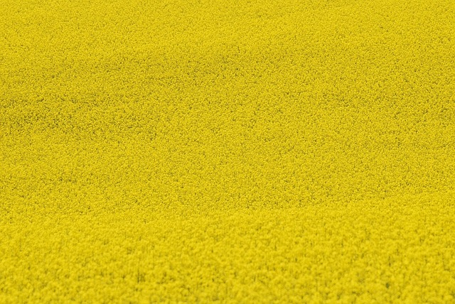 flower farming