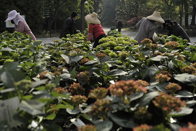 flower grower