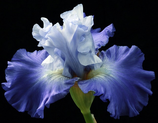 flower growing