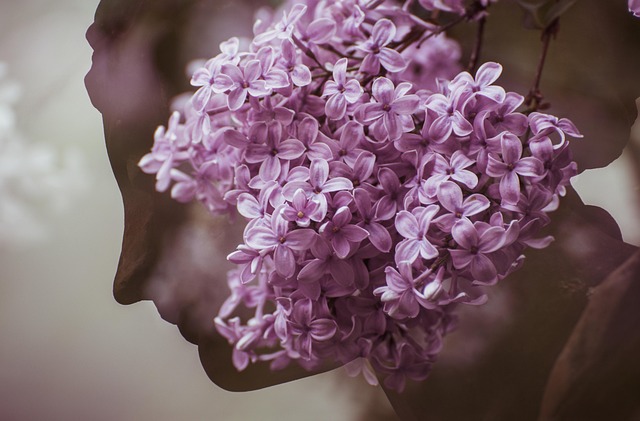 flower head