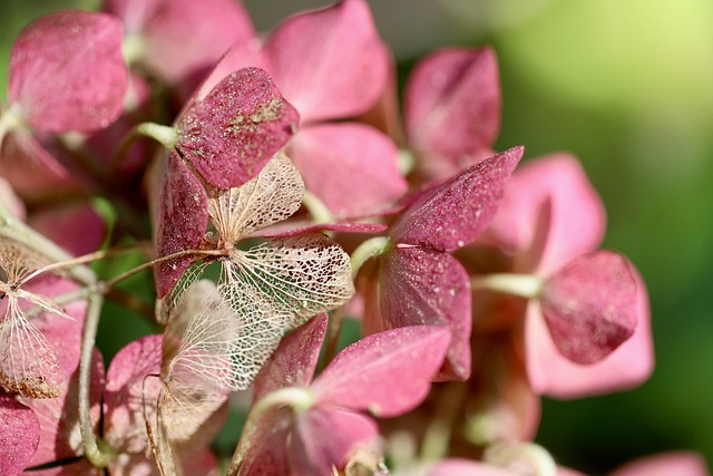 flowered leaf