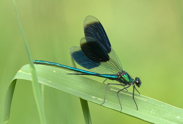 fly through
