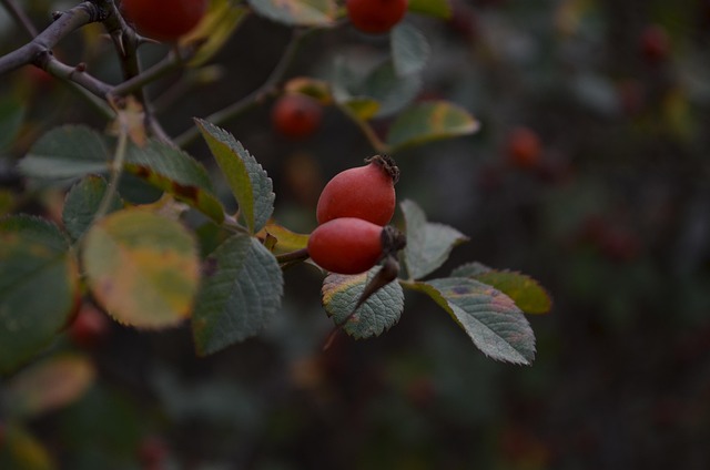 Hình ảnh minh họa ý nghĩa của từ focal point