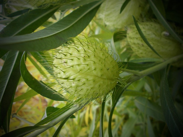 Hình ảnh minh họa ý nghĩa của từ follicle