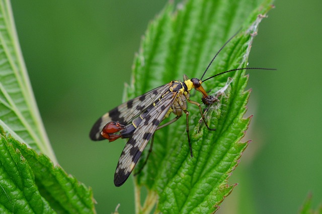 Hình ảnh minh họa ý nghĩa của từ food intake