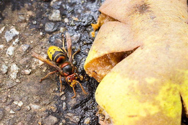 food source insect
