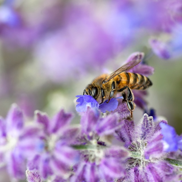 Hình ảnh minh họa ý nghĩa của từ forager
