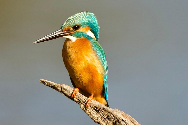 Hình ảnh minh họa ý nghĩa của từ foreground