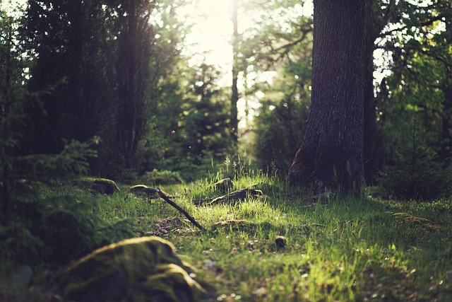 Hình minh họa de open plek in het bos
