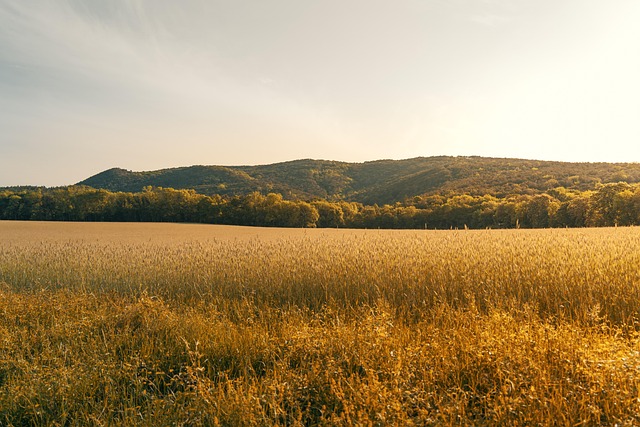 forest farming