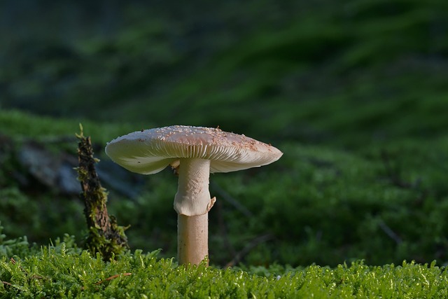 forest floor