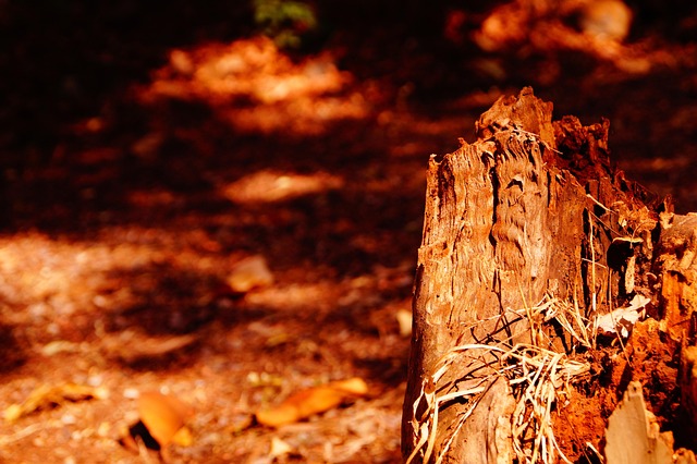 forestation