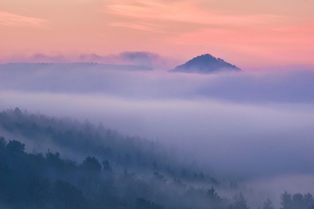 Hình ảnh minh họa ý nghĩa của từ forested