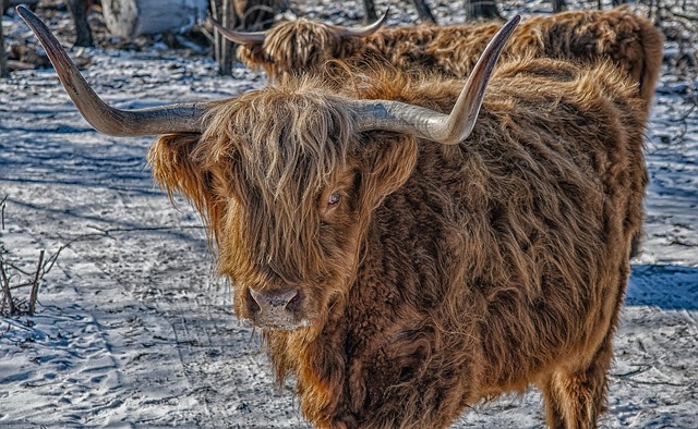 Hình ảnh minh họa ý nghĩa của từ fostered