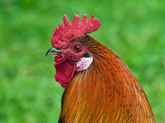 fowl