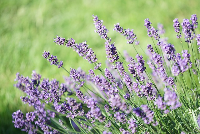 fragrant smell