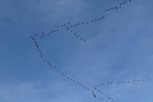 free migration