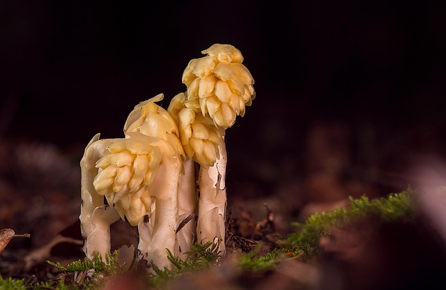 Hình ảnh minh họa ý nghĩa của từ freeloader