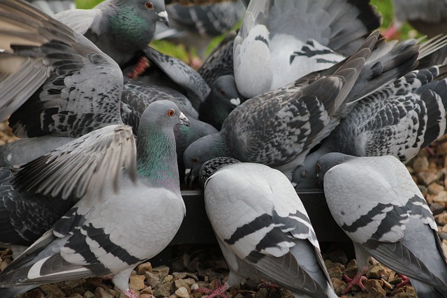 Hình ảnh minh họa ý nghĩa của từ frenzy