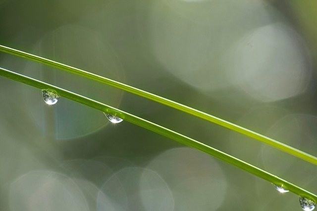 fresh grass