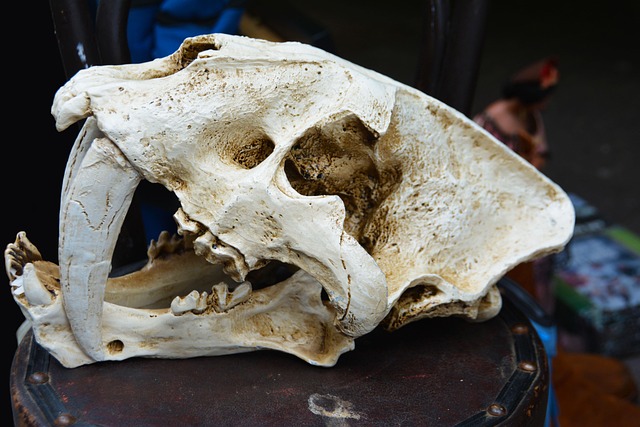 frontal bone