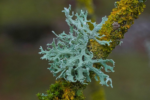 Hình ảnh minh họa ý nghĩa của từ frost