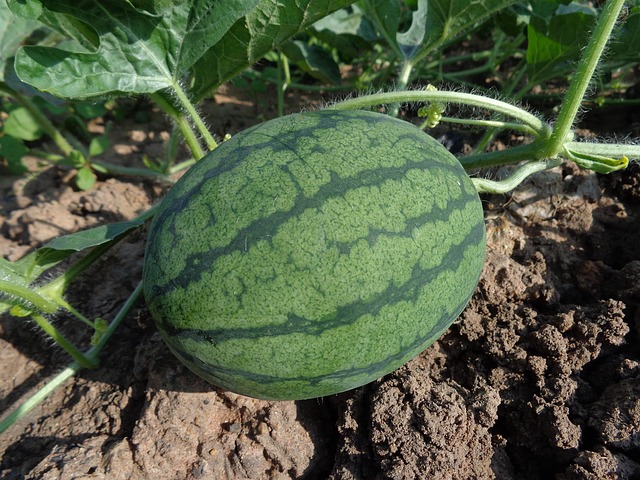 fruit farming