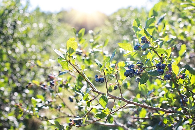 fruit growing