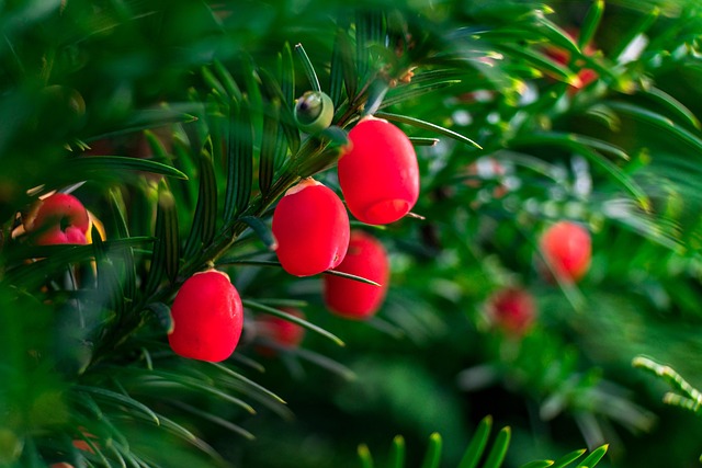Hình ảnh minh họa ý nghĩa của từ fruit of the poisonous tree