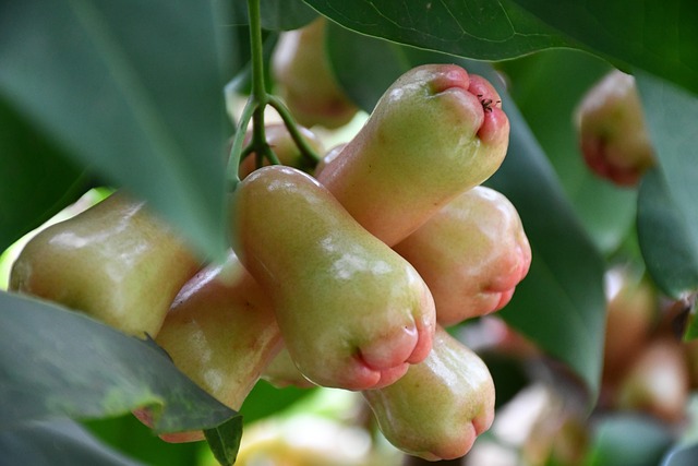 fruitful treatment