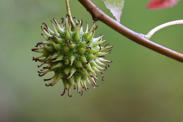 fruits