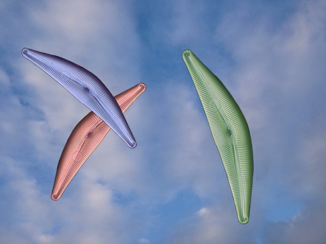 Hình ảnh minh họa ý nghĩa của từ frustule