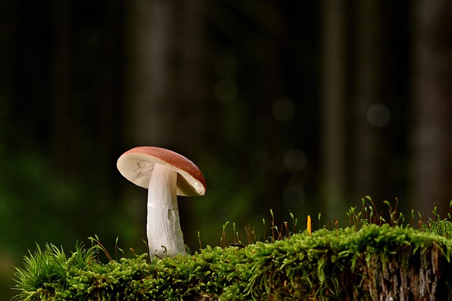 fungus science