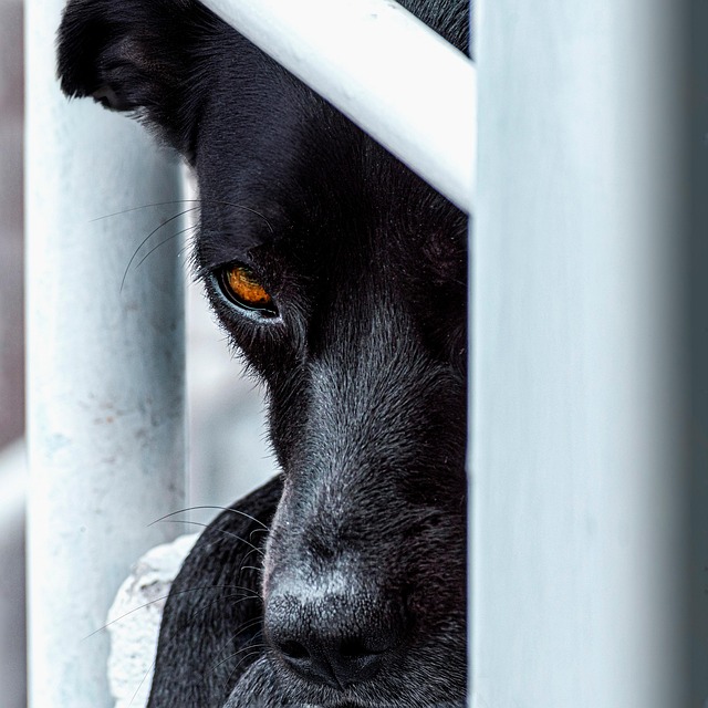 Hình ảnh minh họa ý nghĩa của từ furtiveness