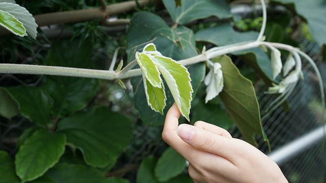 Hình ảnh minh họa ý nghĩa của từ fuzz