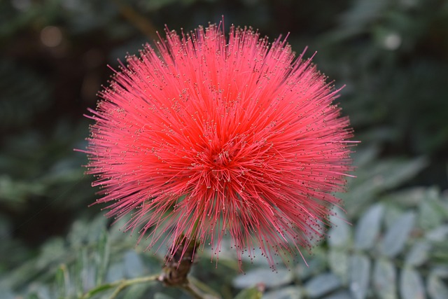 fuzzy peach