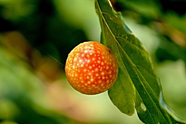 Hình ảnh minh họa ý nghĩa của từ gallic acid