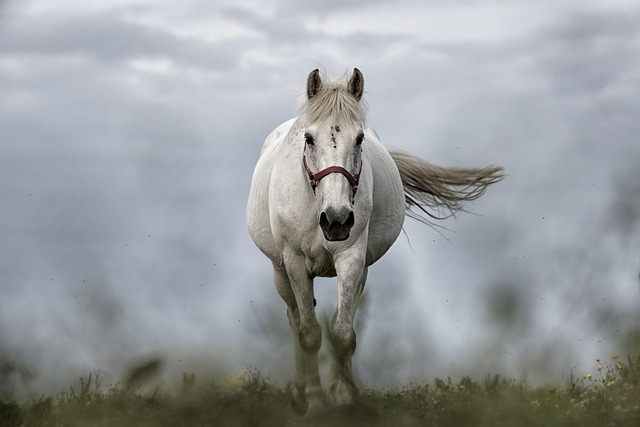 gallop