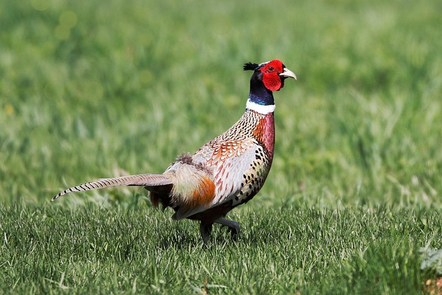 Hình ảnh minh họa ý nghĩa của từ game bird