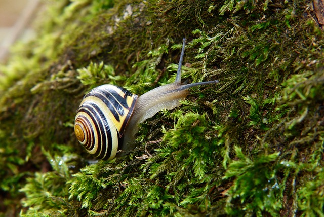 Hình ảnh minh họa ý nghĩa của từ gamekeeper