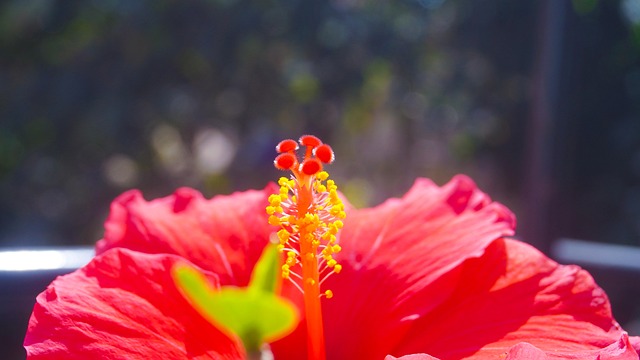 Hình ảnh minh họa ý nghĩa của từ gametophyte