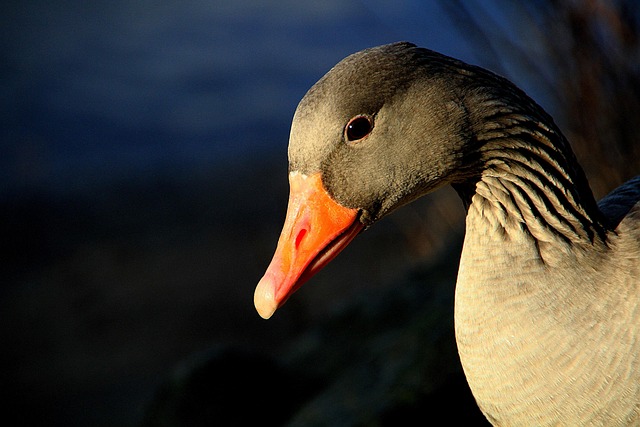 gander