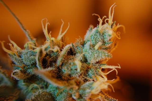 ganja